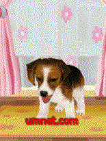 game pic for Dog Beagle S60v3 OS9.1